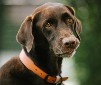 Prevención de infecciones bucales en perros